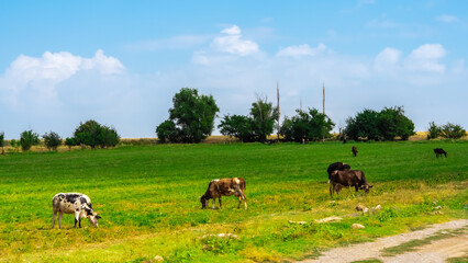 cows eat grass in the meadow
