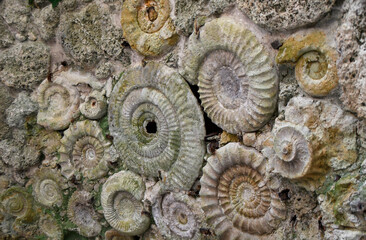 A wall constructed from a collection of old ammonite fossils © PeteG