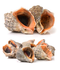 live conch on white background