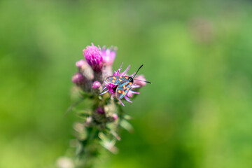 Butterfly on Flower
