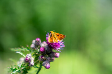 Butterfly on Flower