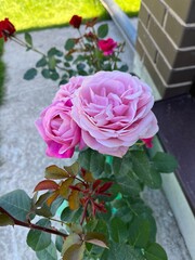 Pink roses 