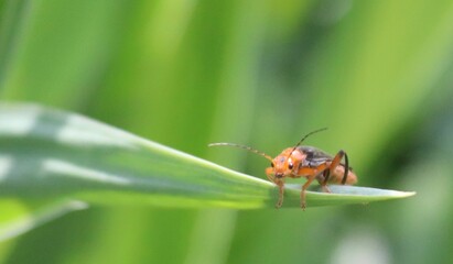 A beetle in the grass close-up 