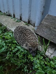 A hedgehog in the garden  © Irina
