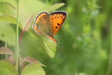 A butterfly in the grass 