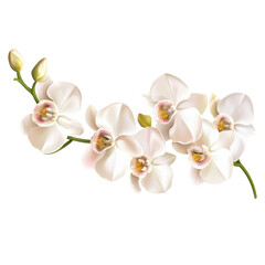 Fototapeta premium white orchid flowers on a stem, isolated on a transparent background
