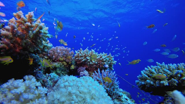 Colourful Tropical Fish and Corals. Tropical underwater sea fish. Colourful tropical coral reef. Scene reef. Marine life sea world. Underwater fish reef marine.