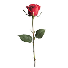 Dark red rose with green leaves isolated on white background