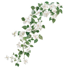 Obraz premium twisting jasmine vines as a frame border, isolated with negative space. 