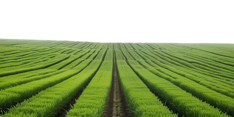 Vast Green Crop Field with Parallel Rows Isolated on Transparent Background