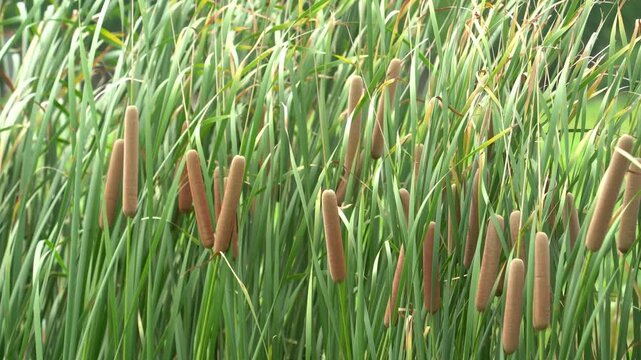 typha in garden