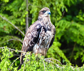 American Bald Eagle on Vancouver Island, British Columbia, Canada