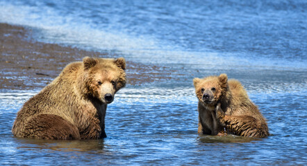 Grizzly Bear Mom and Cub taking a bath in creek in Hallo Bay, Katmai, Alaska, U.S.