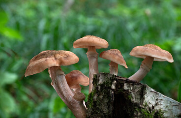 Mushrooms growing on a tree trunk in the autumn forest.