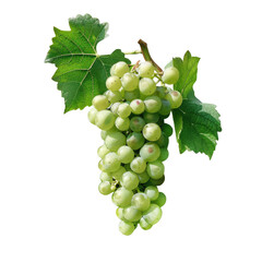 Obraz premium Green grapes isolated on white or transparent background