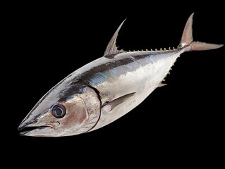 Tuna fish fresh on transparent background, isolated, photo