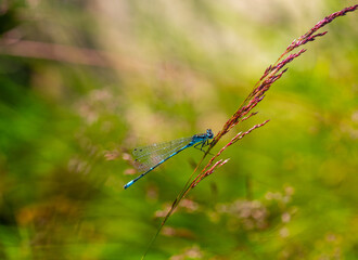 Irish Damselfly Coenagrion lunulatum perching on a grass straw.
