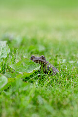Toad in wet summer grass.