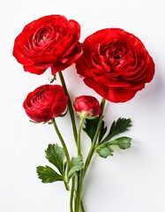 Fototapeta premium Three red roses with green stems and leaves are arranged in a bouquet against a white background.