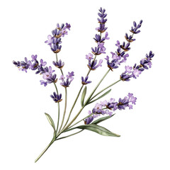 Obraz premium Sprigs of lavender flowers isolated on a white background. Lavender blossoms. Bunch of lavender.