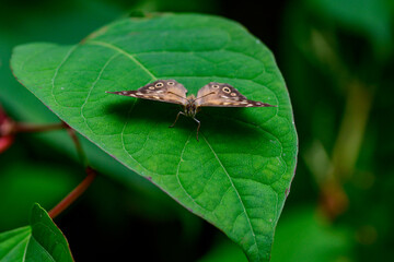 Brown butterfly with open wings on a bright green tree leaf with a blurred background. Butterfly species: Speckled Wood (Pararge aegeria) is a butterfly from the subfamily Satyrinae (sand eyes).