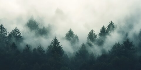 Fototapeta premium A mystical forest scene shrouded in fog, showcasing tall trees and an enchanting atmosphere of tranquility and mystery.