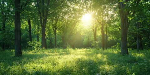 Fototapeta premium A serene forest landscape illuminated by golden sunlight, showcasing lush greenery and a peaceful atmosphere.