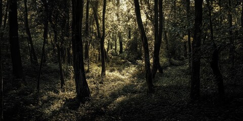Fototapeta premium A serene forest scene bathed in soft light. Tall trees surrounded by lush greenery create a tranquil and inviting atmosphere.