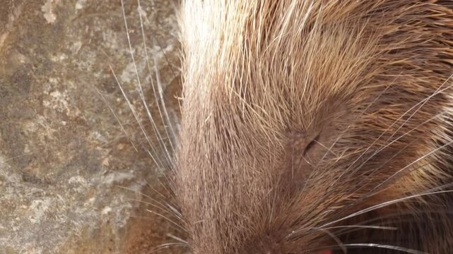 gros plan sur des porcs-&eacute;pics prenant leur repas dans un parc animalier