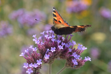 A Red Admiral butterfly on pollinating a verbena flower