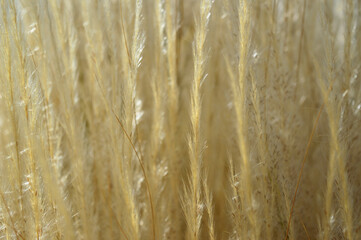 A background photo of feathery yellow grasses during a hot summers day as they gently sway in the breeze.
