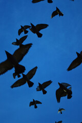 A flock of birds flying just overhead at dusk on a summers evening. 