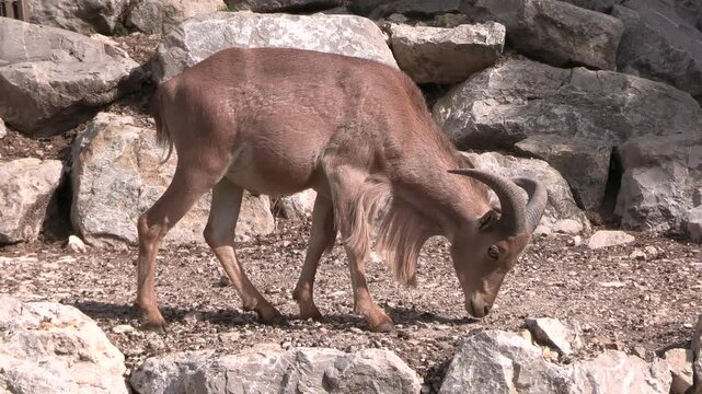 Mouflon &agrave; manchettes, en gros plan, dans un parc animalier