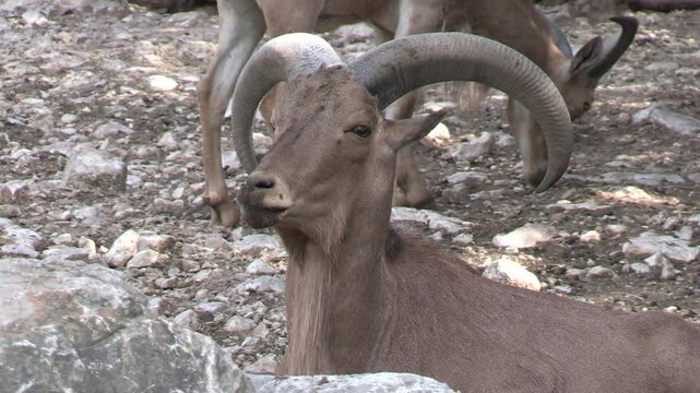 Mouflon &agrave; manchettes, en gros plan, dans un parc animalier