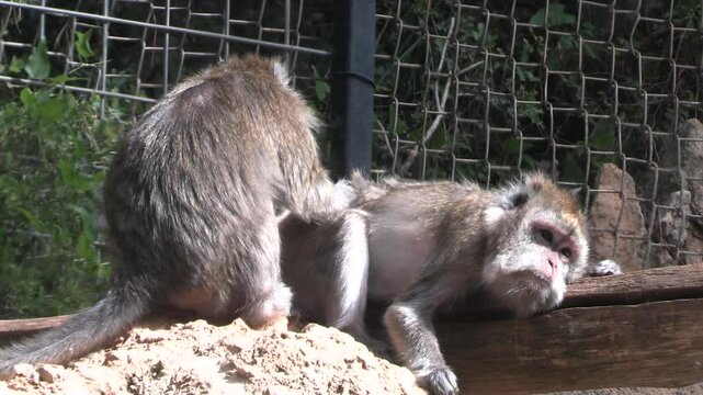 un macaque crabier enl&egrave;ve des puces d'un autre singe