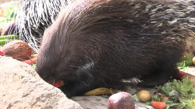 gros plan sur un porc-&eacute;pic prenant son repas dans un parc animalier