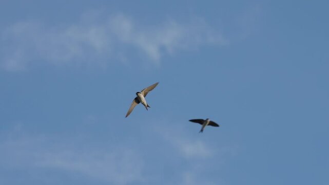 Mehlschwalben im Flug vor blauen Himmel fliegend