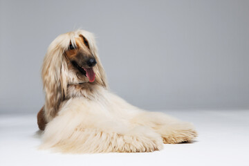 Dog of Afghan Hound breed on gray background. Free space for text. Wide angle horizontal wallpaper or web banner. 