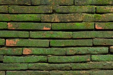 Green plant and Green moss growing on brick wall, Green moss background