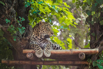 A charming jaguar is resting between the trees. Chandigarh Chhatbir Zoo, India.