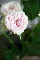 ストロベリーミルフィーユ