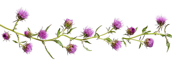 Fototapeta premium Purple flowers milk thistle isolated on white background