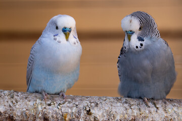 Two blue and white parakeets standing next to each other on a bush. (Melopsittacus undulatus)