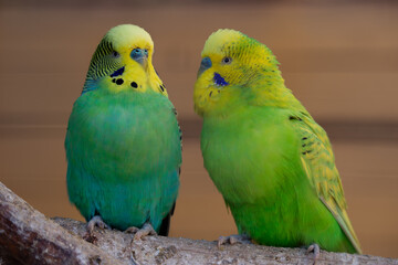 Two yellow-green parakeets standing next to each other on a bush, close up. (Melopsittacus undulatus)
