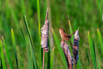The marsh wren (Cistothorus palustris). Small North American songbird in his natural environment.