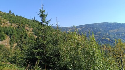 Obraz premium trees in the mountains