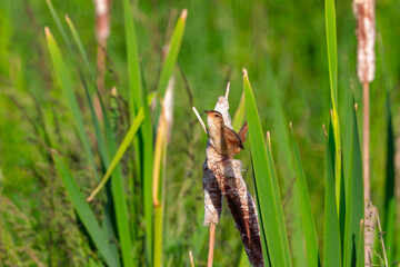 The marsh wren (Cistothorus palustris). Small North American songbird in his natural environment.