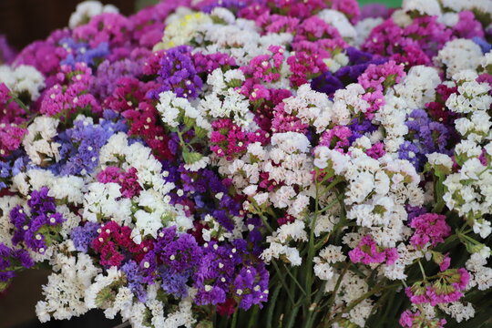 Limonium sinuatum, commonly known as wavyleaf sea lavender, statice, sea lavender.