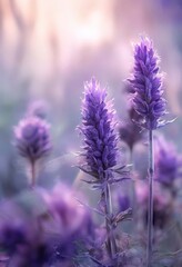 Two purple flowers stand out against a soft, blurred background, creating a serene and dreamy atmosphere.