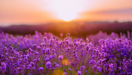 Fototapeta premium Lavender garden, soft afternoon glow. Field of aromatic purple flowers. Beautiful natural landscape